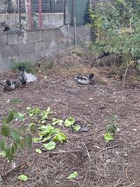 Germani Reali Maschi