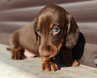 Bassotti cuccioli