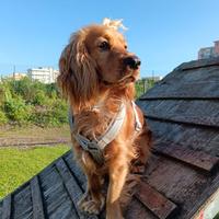 Cocker Spaniel Inglese