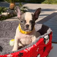 Bulldog francese