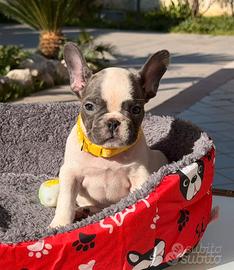 Bulldog francese