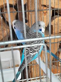 Cocorite