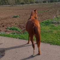 Cavalli madre e figlia