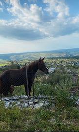 Cavallo