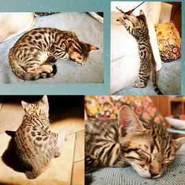 Cuccioli di Gatto Bengala Prenotabili