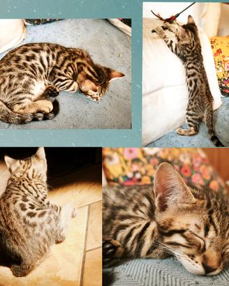 Cuccioli di Gatto Bengala Prenotabili