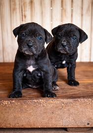 Cucciole di cane corso italiano