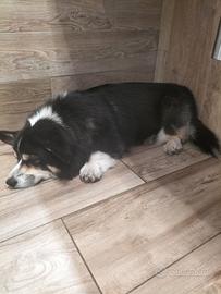 Welsh Corgi Pembroke per monta