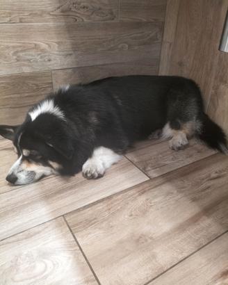Welsh Corgi Pembroke per monta
