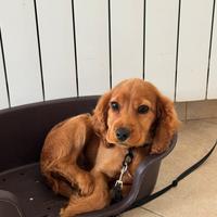 Cocker spinial inglese