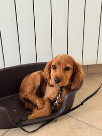 Cocker spinial inglese