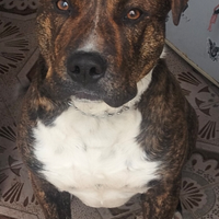 Zeus cane per monta cercatemi