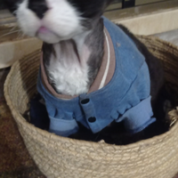 Devon Rex gatto sterilizzato