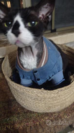 Devon Rex gatto sterilizzato