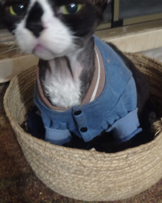 Devon Rex gatto sterilizzato