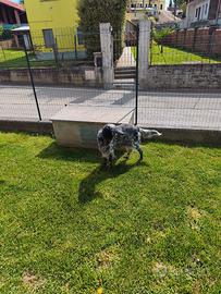 Cucciolata Setter Inglesi