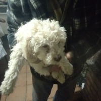 Femmine Lagotto puri