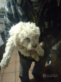 Femmine Lagotto puri