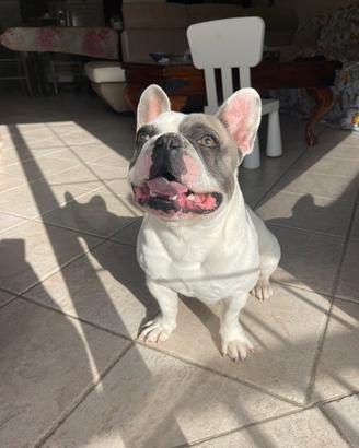 Bulldog francese disponibile per accoppiamento