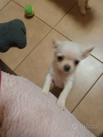 Chihuahua maschio con pedigree