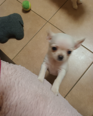 Chihuahua maschio con pedigree