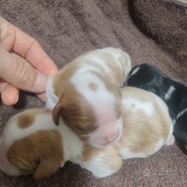 Cavalier king con pedigree enci