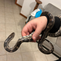 Serpente del grano canadese