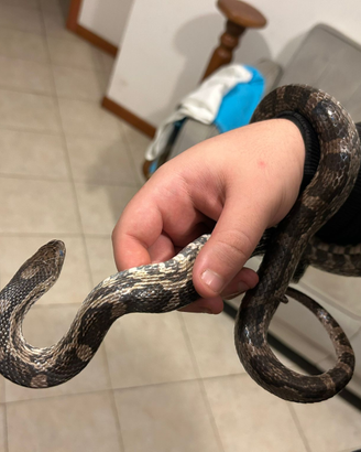 Serpente del grano canadese