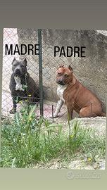 American Pitbull terrier ukc