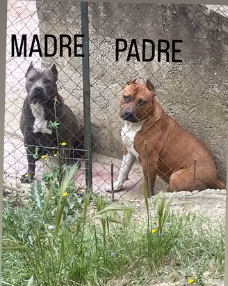 American Pitbull terrier ukc