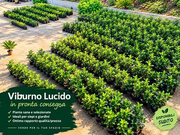 Siepe piante giardino viburno lucido