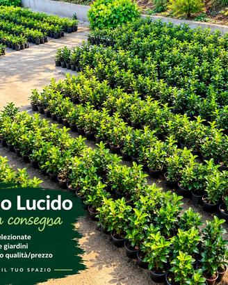 Siepe piante giardino viburno lucido