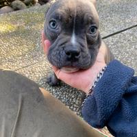 Cuccioli American bully