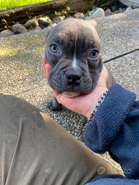 Cuccioli American bully