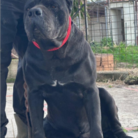 Stallone Cane Corso Nero Top