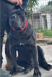 Stallone Cane Corso Nero Top