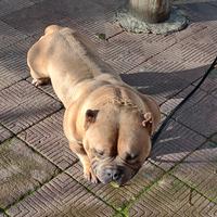 American Bully pocket