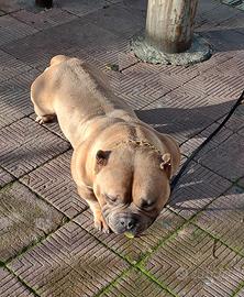 American Bully pocket