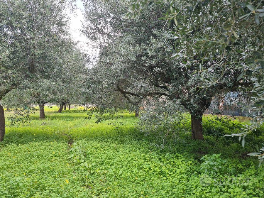 Terreno Agricolo Piantumato Campo Calabro 3.000 Mq - Vista 4
