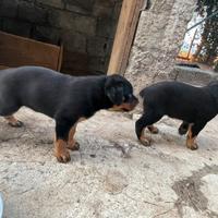 Cuccioli rottweiler