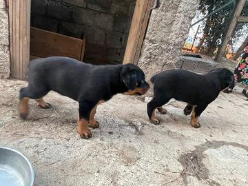 Cuccioli rottweiler