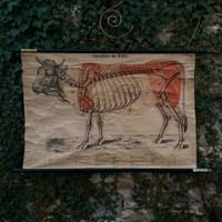 Vecchia tavola anatomica da macellaio, mucca