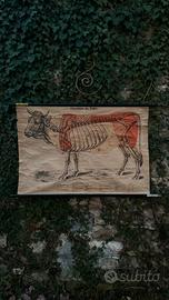 Vecchia tavola anatomica da macellaio, mucca