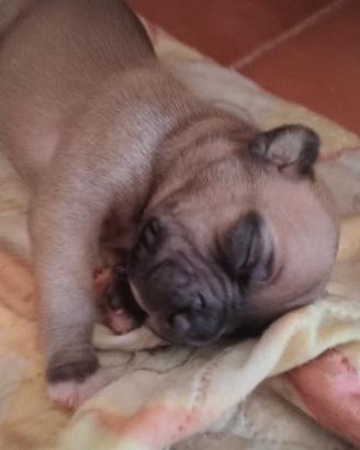 Pitbull 