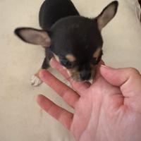 Cucciola Chihuahua taglia piccola - Roma