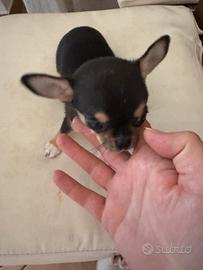 Cucciola Chihuahua taglia piccola - Roma