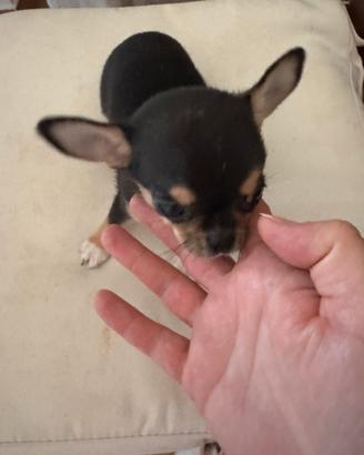 Cucciola Chihuahua taglia piccola - Roma