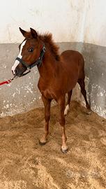 Puledra