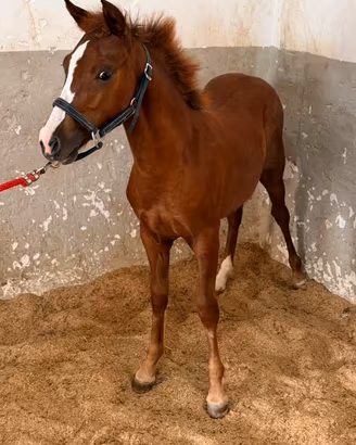 Puledra
