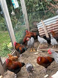 Galli Amrock e Marans